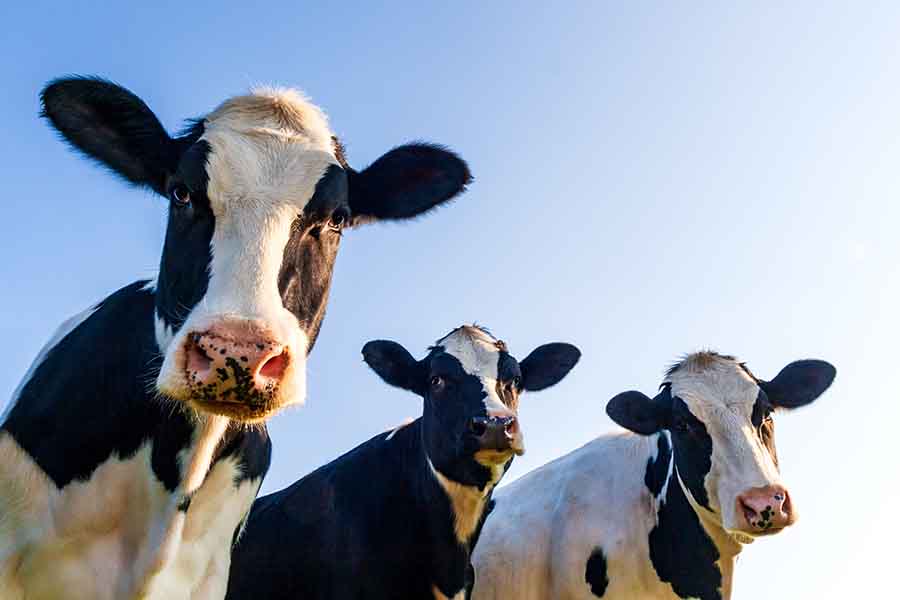 Agriculture & Farm Automation