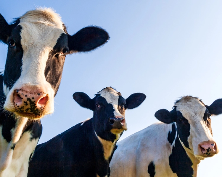 Applications – Agriculture and Farm Automation – Dairy Equipment